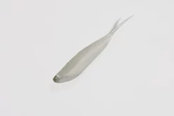 Zoom Tiny Fluke -Negozio Strumenti Pesca Economico 081 238 green albino tiny fluke 1080x1080