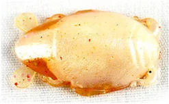 Saltwater Berkley Gulp Sand Crab Flea 1" -Negozio Strumenti Pesca Economico 41 PM 6de309ba 6a60 4e8e b341 17707d4a8c69 1080x1080