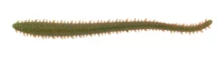 Berkley Gulp Sandworms Soft Plastics 13 Berkley Gulp Sandworms Soft Plastics -Negozio Strumenti Pesca Economico 6camosand 1080x1080