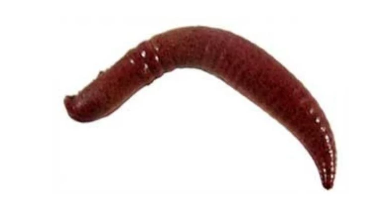 Berkley Gulp Alive Trout Worms Jars 2 Berkley Gulp Alive Trout Worms Jars - immagine 2