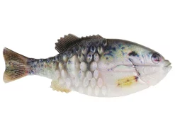 Berkley Powerbait Gilly Swimbait 90mm Acqua Dolce 5 Berkley Powerbait Gilly Swimbait 90mm Acqua Dolce -Negozio Strumenti Pesca Economico Crappie 5c85f5fc 4bca 4b18 a5e0 14d20f645ebd 1080x1080