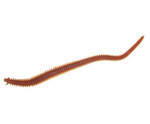 Berkley Gulp Sandworms Soft Plastics 8 Berkley Gulp Sandworms Soft Plastics - immagine 8