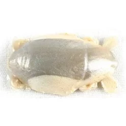 Saltwater Berkley Gulp Sand Crab Flea 1"