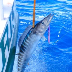 Magbay Lures MagTrak Tralling Lure -Negozio Strumenti Pesca Economico purplemagtrak2 website 400x400 1080x1080